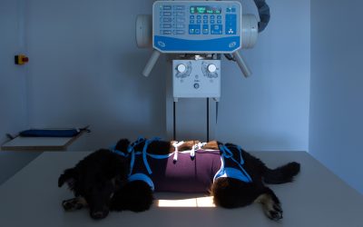 X-Ray Imaging in Veterinary Practice: RP Considerations