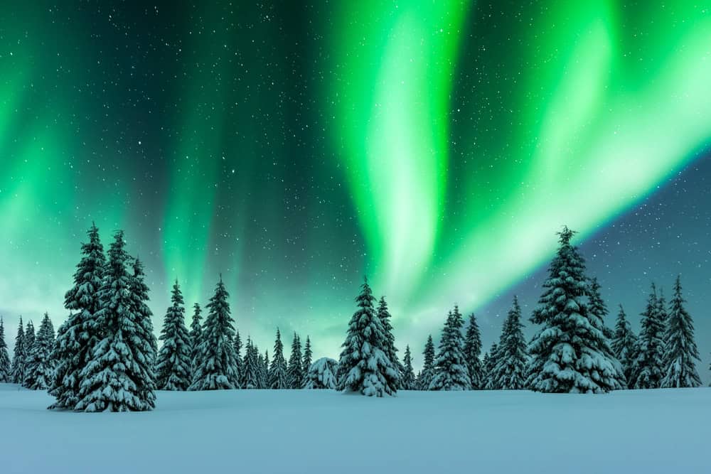 Aurora borealis over coniferous trees and land covered in snow